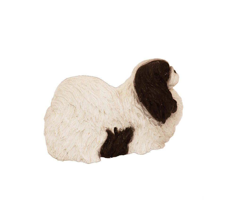 Pekingese (black And White) – Forever Pets – In Partnership With Live 